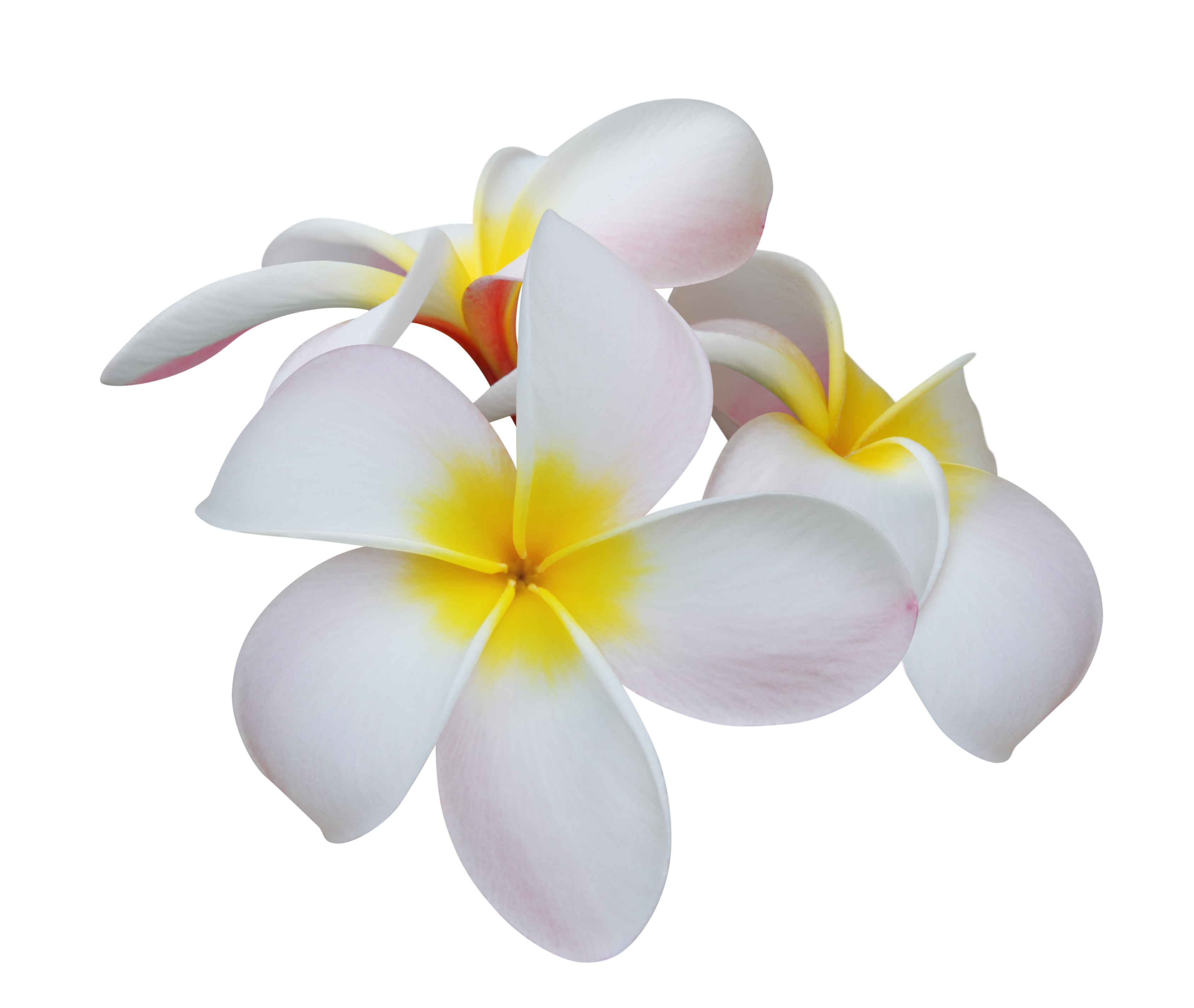 ハワイアンジュエリーのモチーフに込められた意味とは ハワイアンジュエリー ペアリング ペアネックレスに人気ハワイアンジュエリー 通販silver Tree
